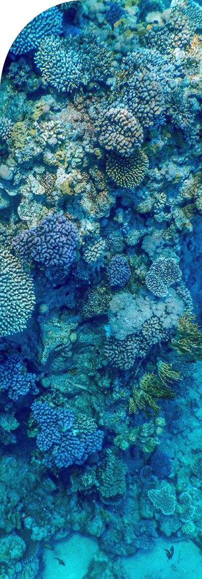 Picture of blue corals